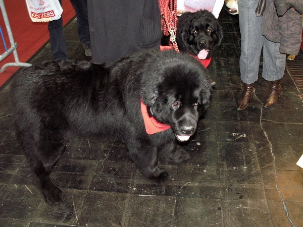 Heimtiermesse 2009   068.jpg